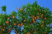 Naranjos Sóller