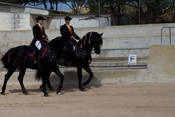 Cavall Menorquí