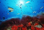 Formentera Submarina 