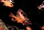 Mare d'anfós - Apogon imberbis